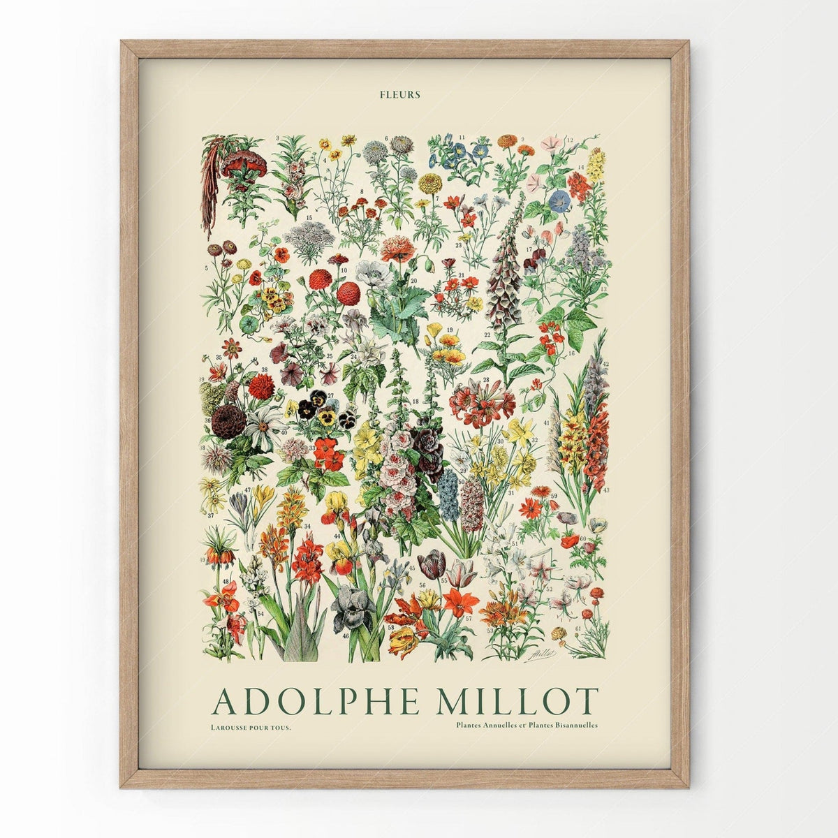 Adolphe Millot Fleurs Botanical Art Print – Vintage Flower Wall Art