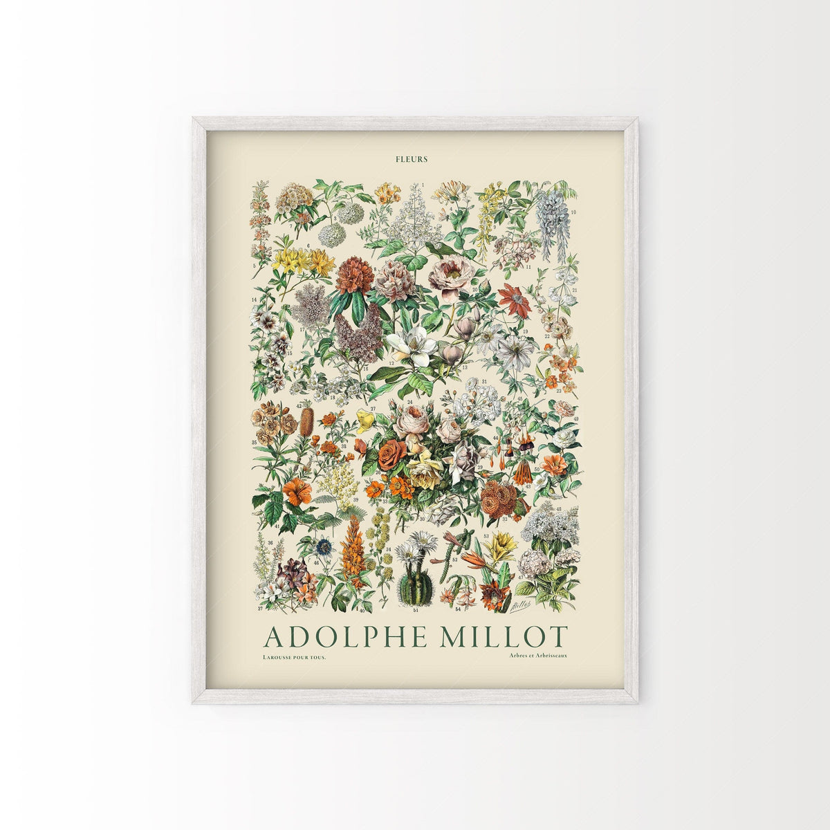 Adolphe Millot Fleurs Botanical Print – Vintage Flower Wall Art Poster