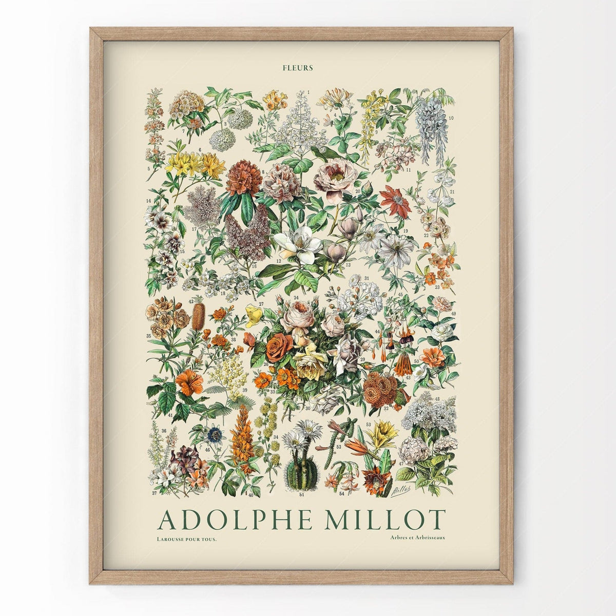 Adolphe Millot Fleurs Botanical Print – Vintage Flower Wall Art Poster