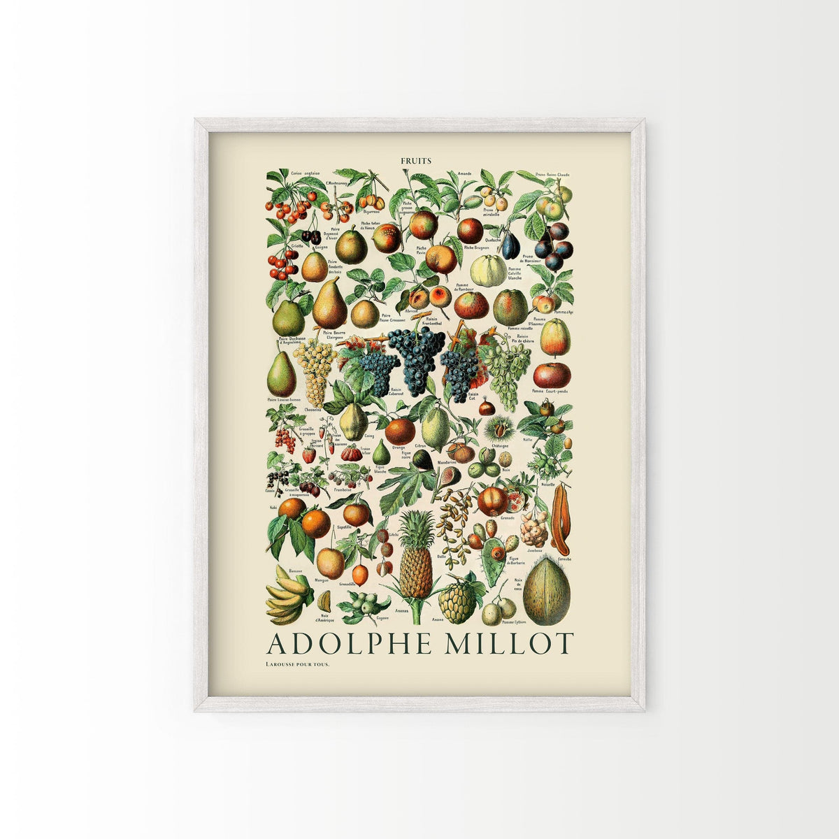 Adolphe Millot Fruits Botanical Print – Vintage Kitchen Wall Art Poster