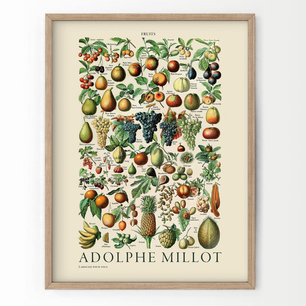 Adolphe Millot Fruits Botanical Print – Vintage Kitchen Wall Art Poster