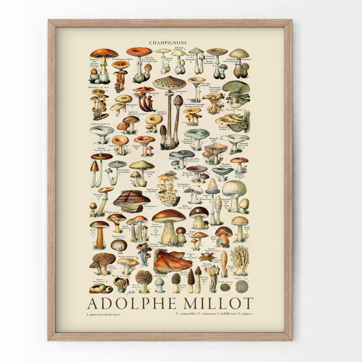 Adolphe Millot Champignons Mushroom Print – Vintage Botanical Poster