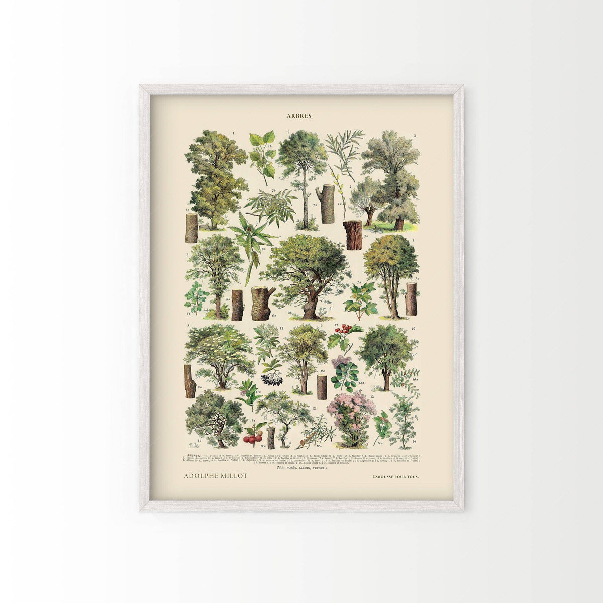 Adolphe Millot Arbres Trees Art Print – Vintage Botanical Wall Poster