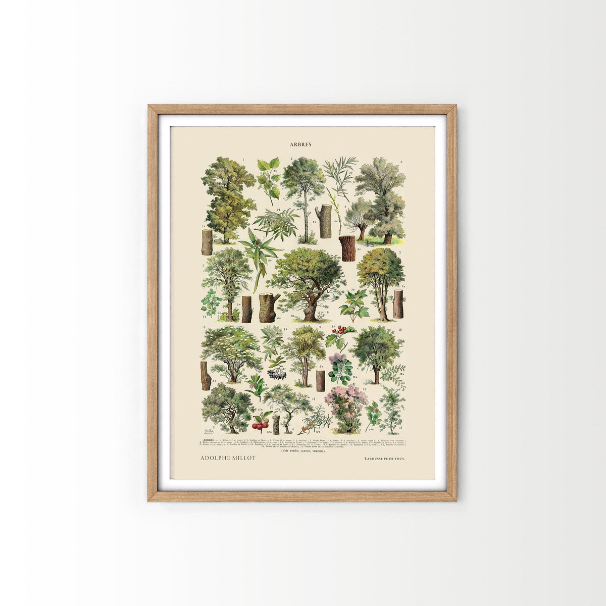 Adolphe Millot Arbres Trees Art Print – Vintage Botanical Wall Poster