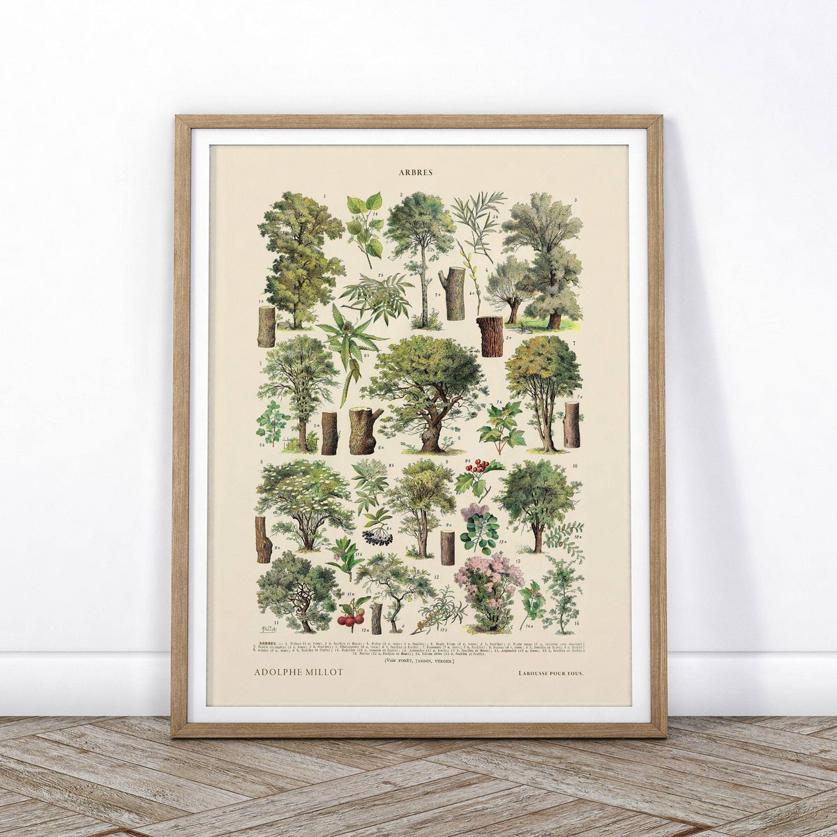 Adolphe Millot Arbres Trees Art Print – Vintage Botanical Wall Poster
