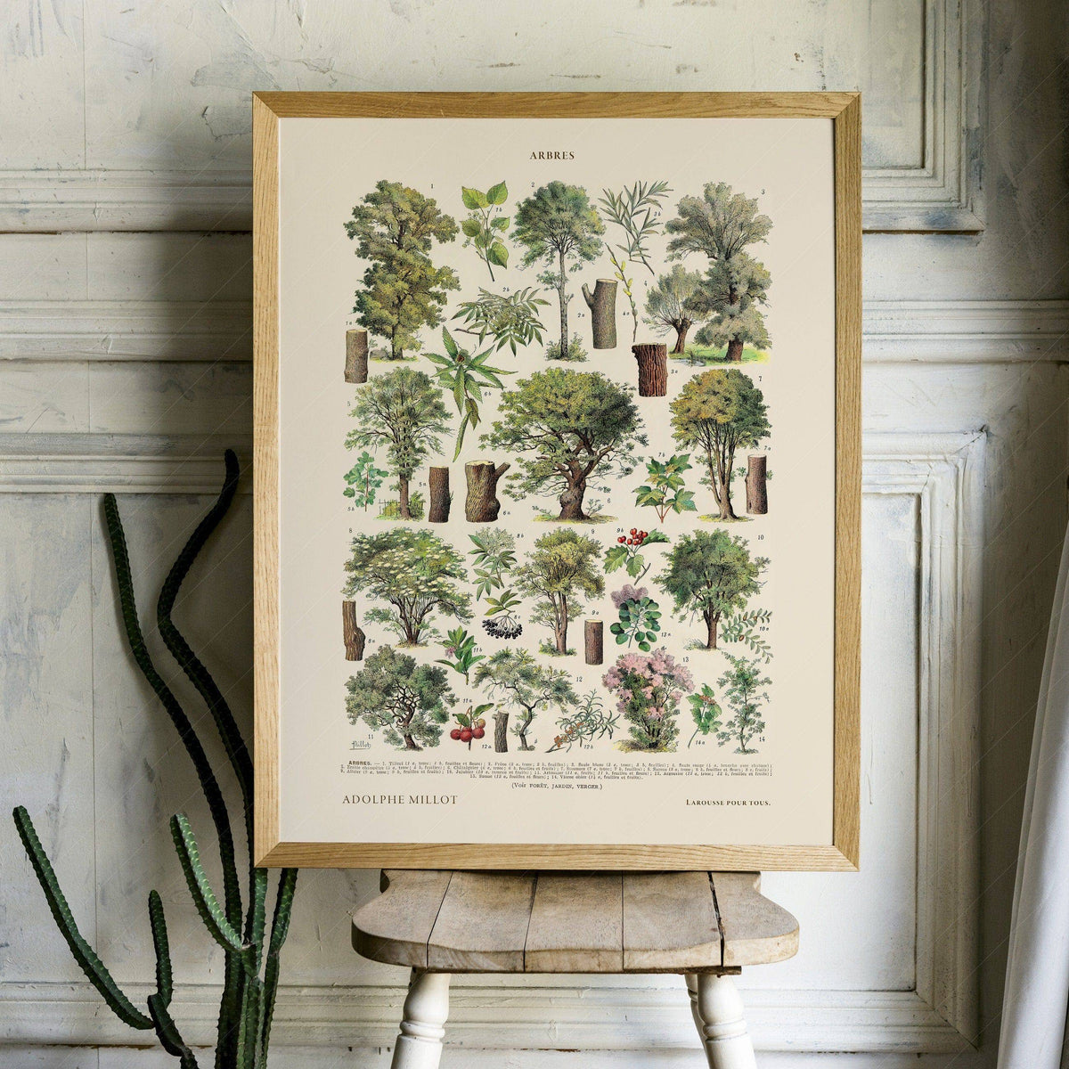 Adolphe Millot Arbres Trees Art Print – Vintage Botanical Wall Poster