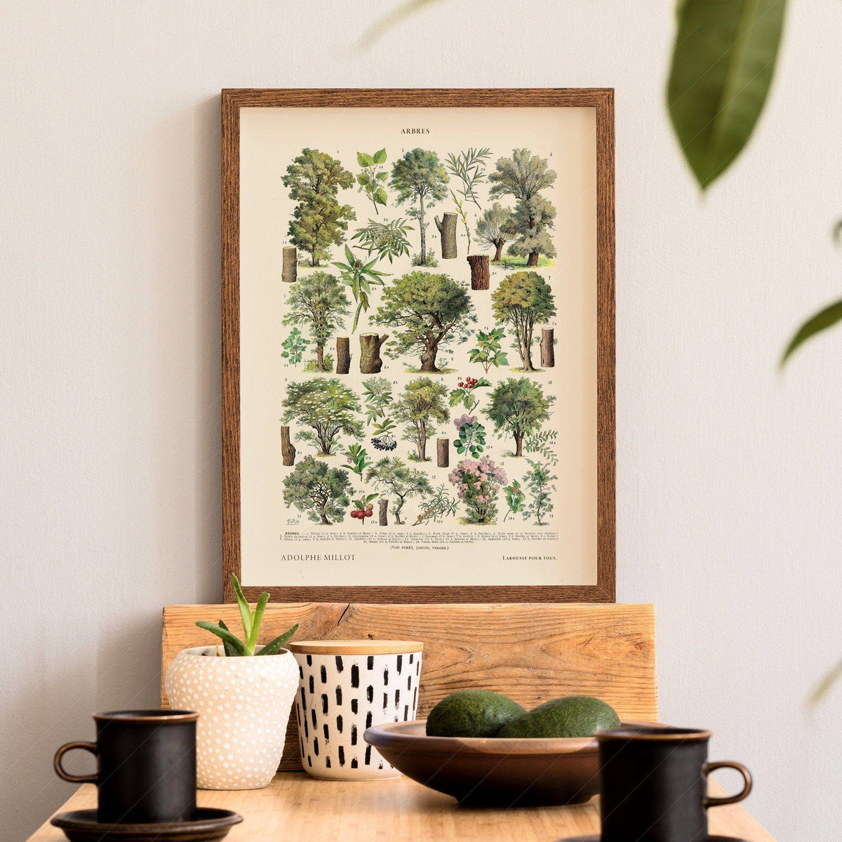 Adolphe Millot Arbres Trees Art Print – Vintage Botanical Wall Poster