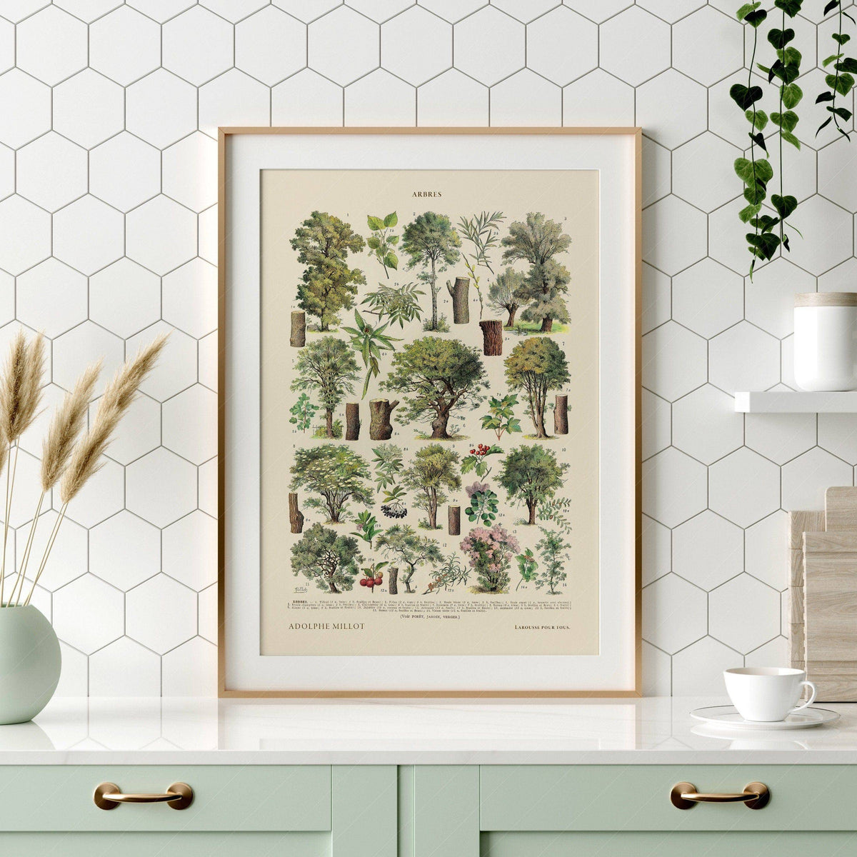 Adolphe Millot Arbres Trees Art Print – Vintage Botanical Wall Poster