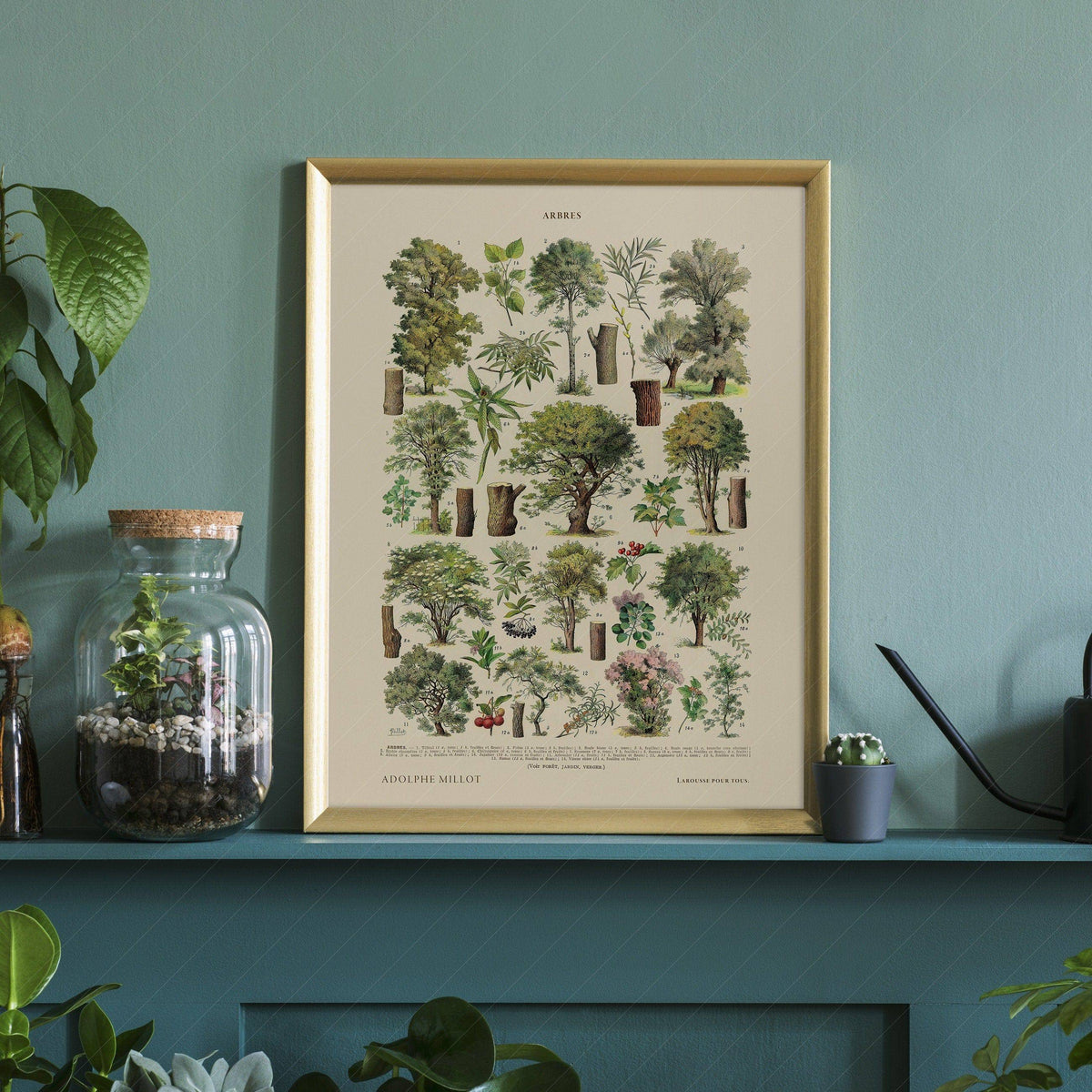 Adolphe Millot Arbres Trees Art Print – Vintage Botanical Wall Poster