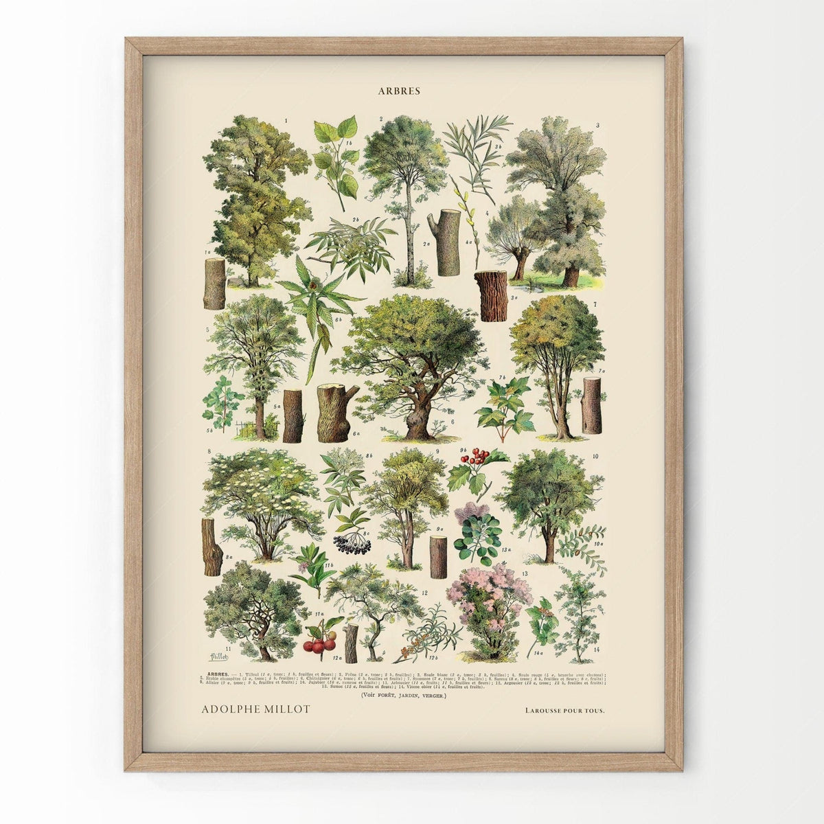 Adolphe Millot Arbres Trees Art Print – Vintage Botanical Wall Poster