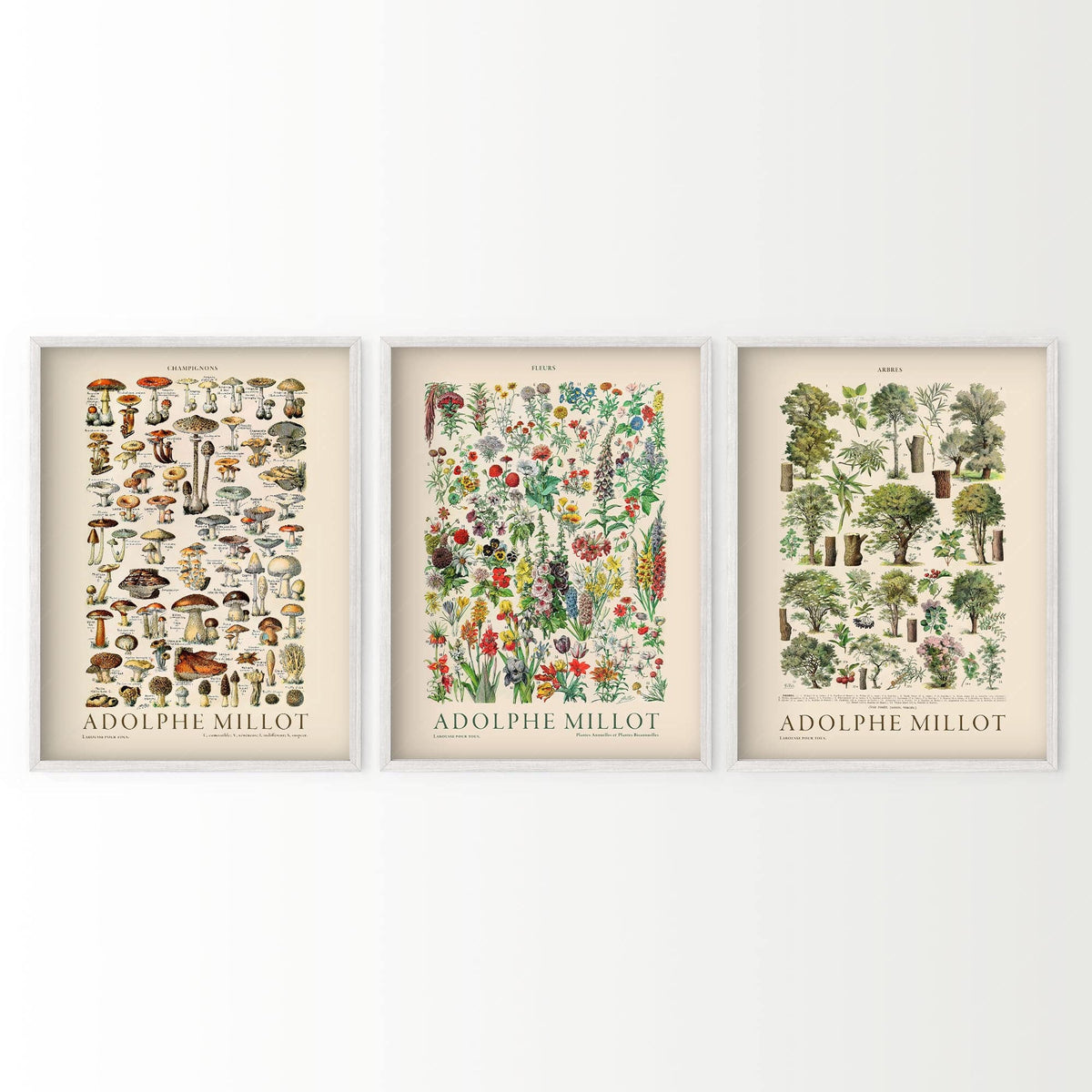 Adolphe Millot Botanical Print Set of 3 – Vintage Nature Wall Art