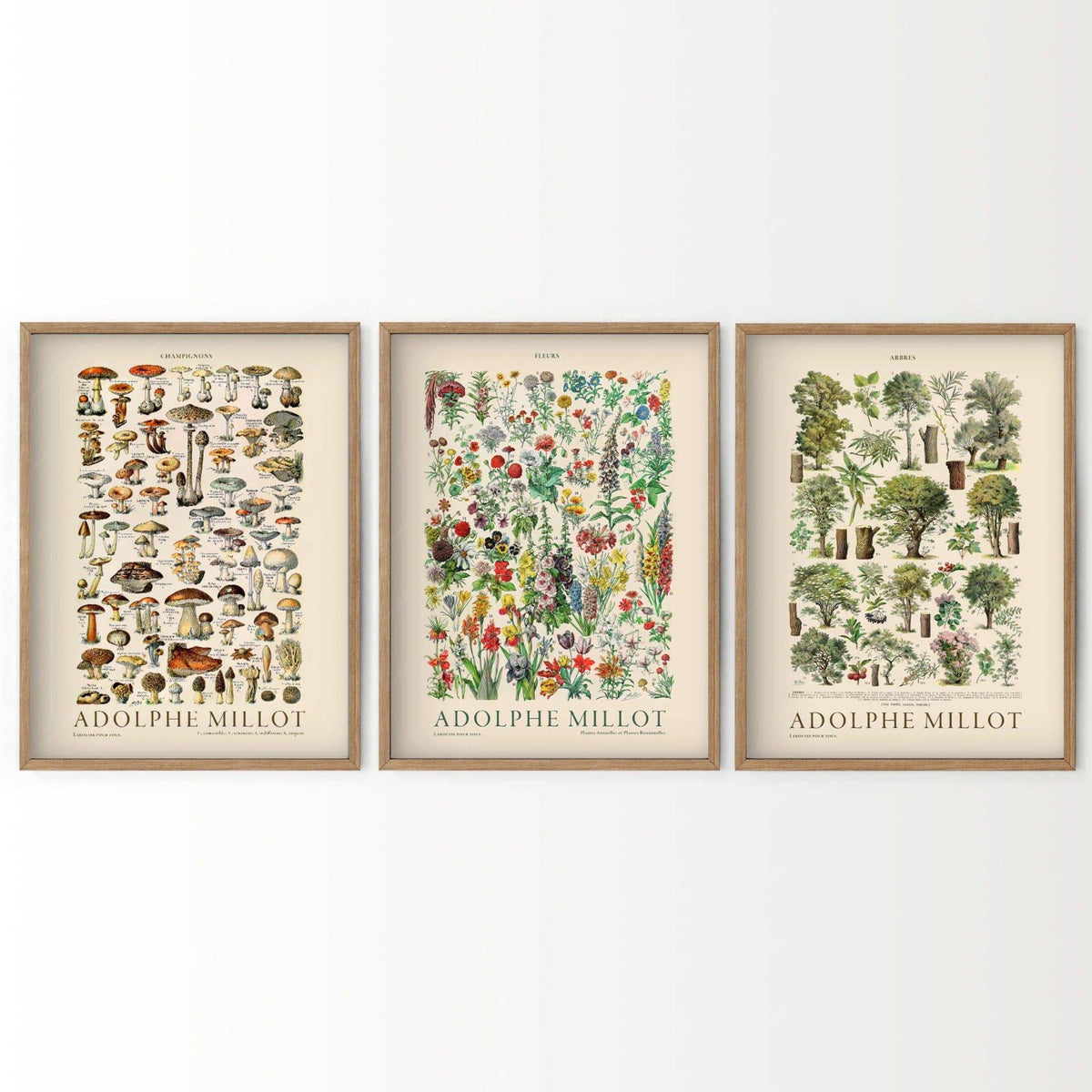 Adolphe Millot Botanical Print Set of 3 – Vintage Nature Wall Art