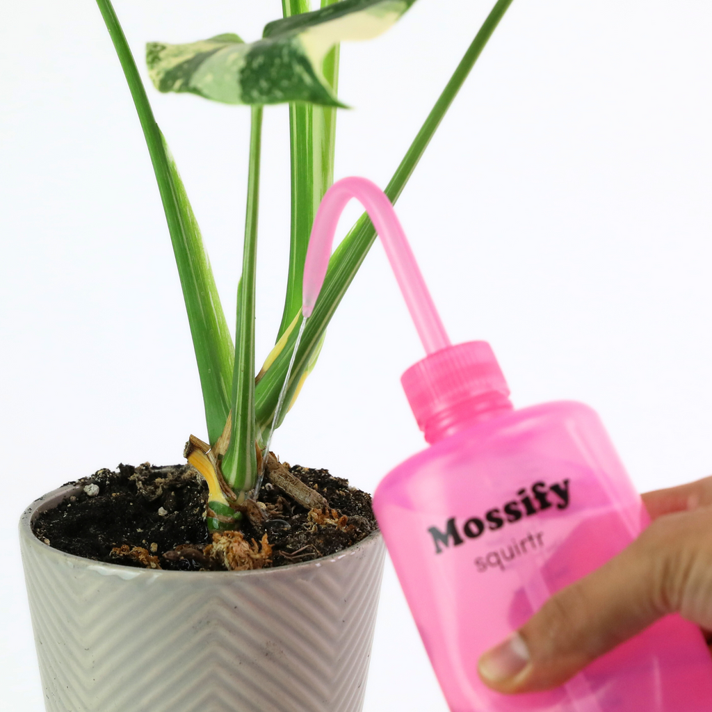 Mossify squirtr