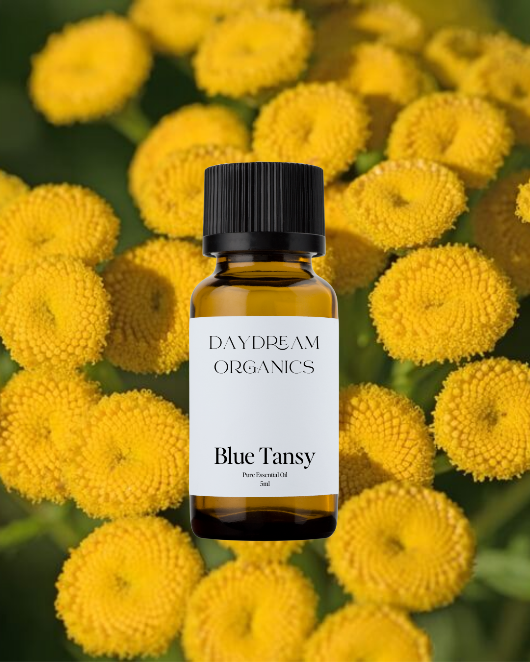 Blue Tansy Essential Oil