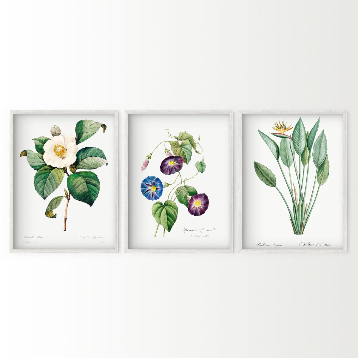 Botanical Gallery Wall Art Set of 3 Prints – Vintage Flower Art Posters 04