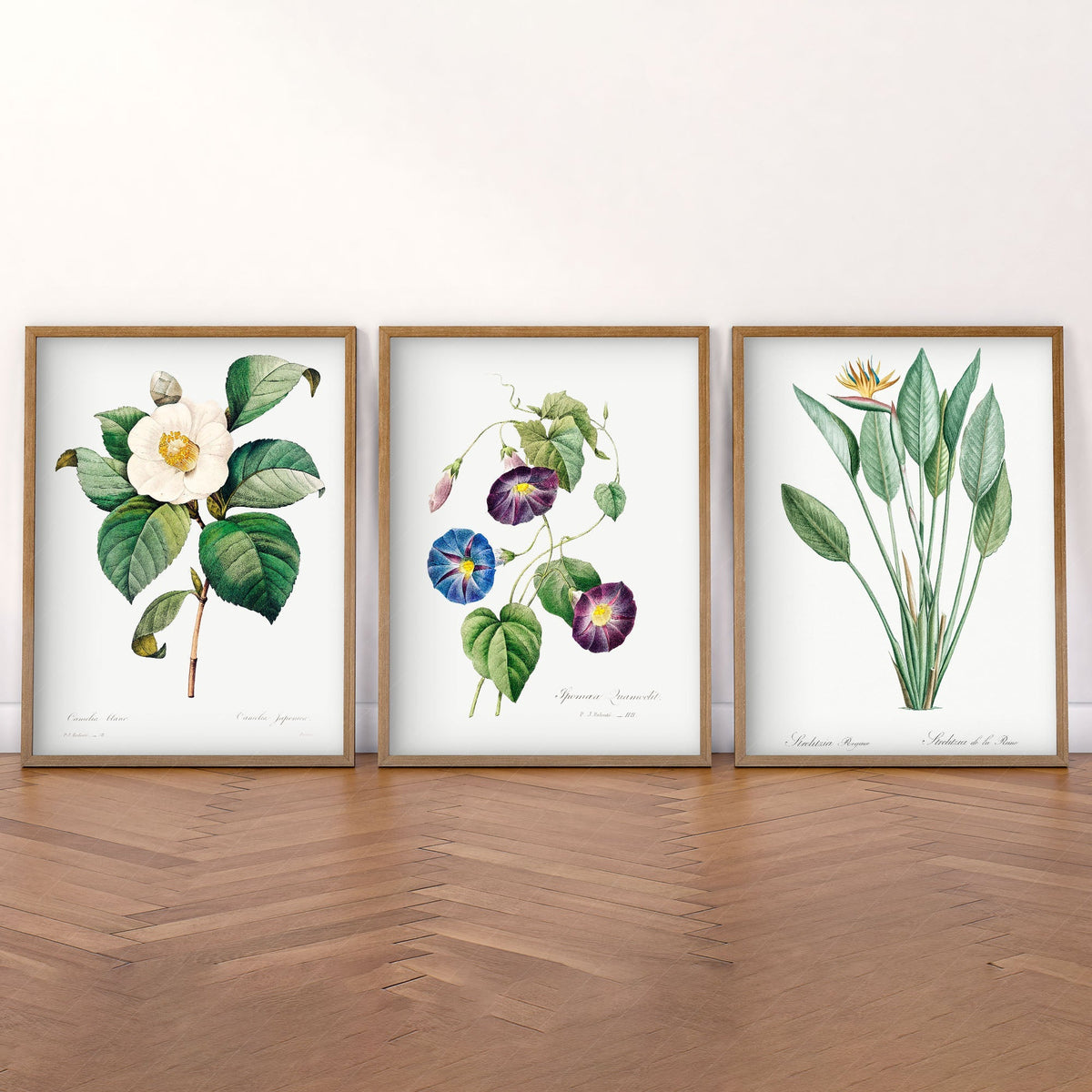 Botanical Gallery Wall Art Set of 3 Prints – Vintage Flower Art Posters 04