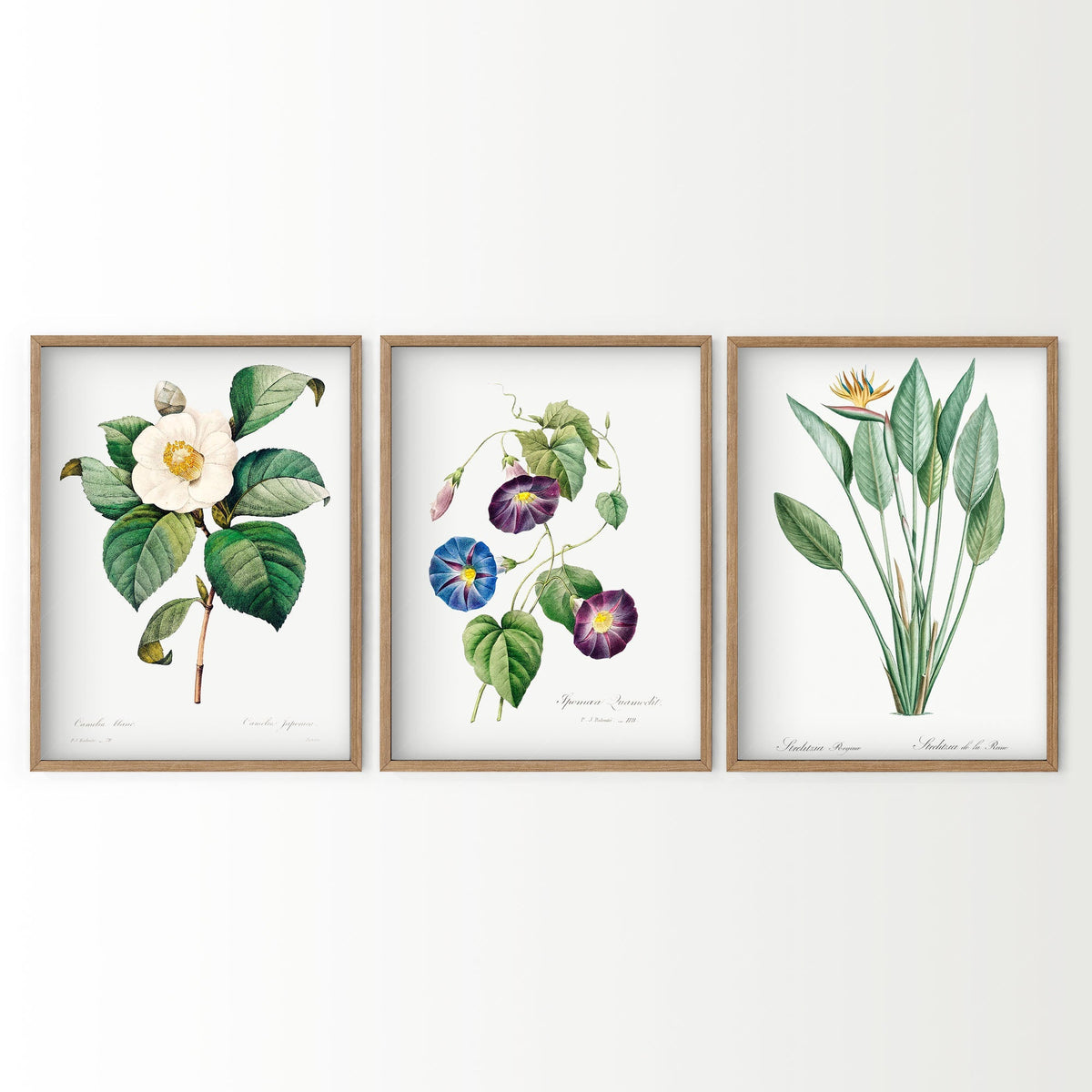 Botanical Gallery Wall Art Set of 3 Prints – Vintage Flower Art Posters 04