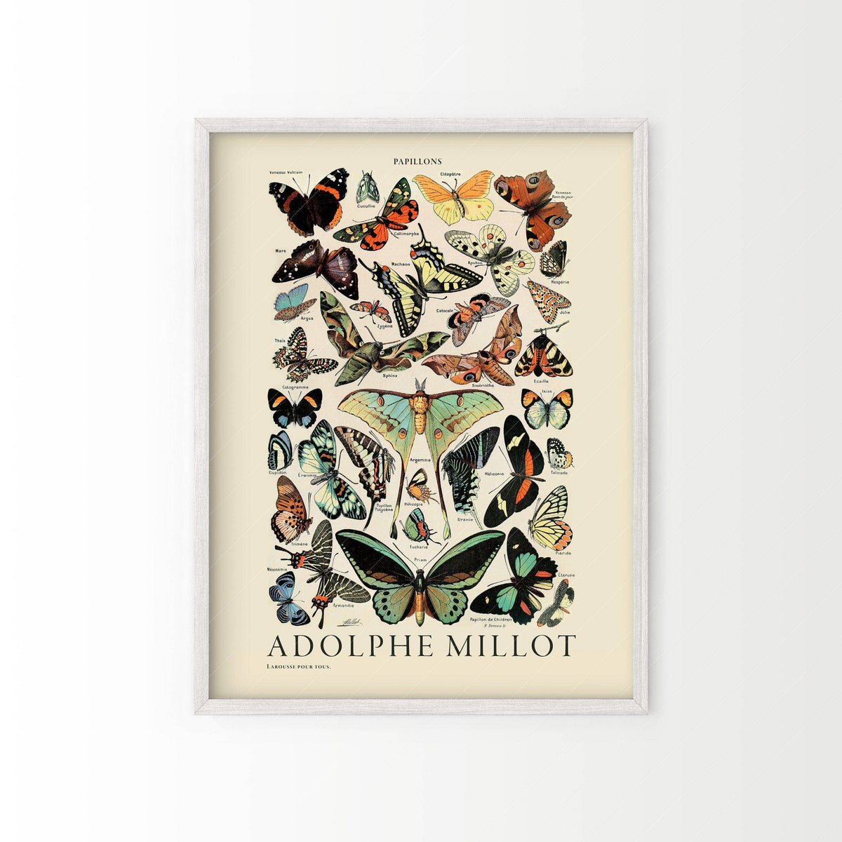 Adolphe Millot Papillons Butterflies Print – Vintage Natural History Poster