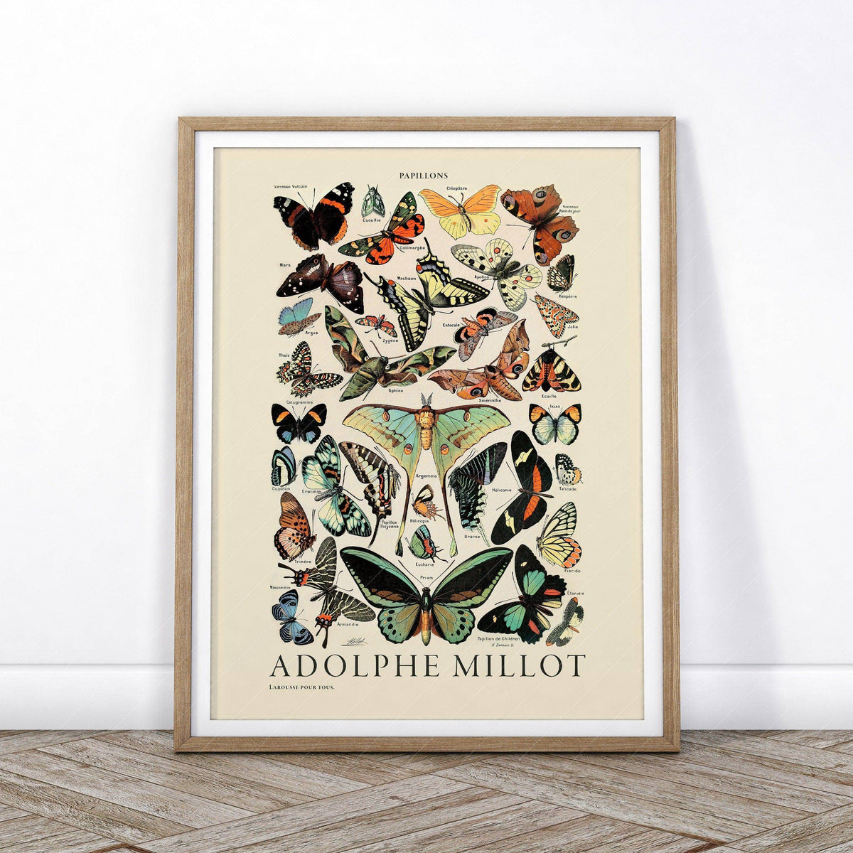 Adolphe Millot Papillons Butterflies Print – Vintage Natural History Poster