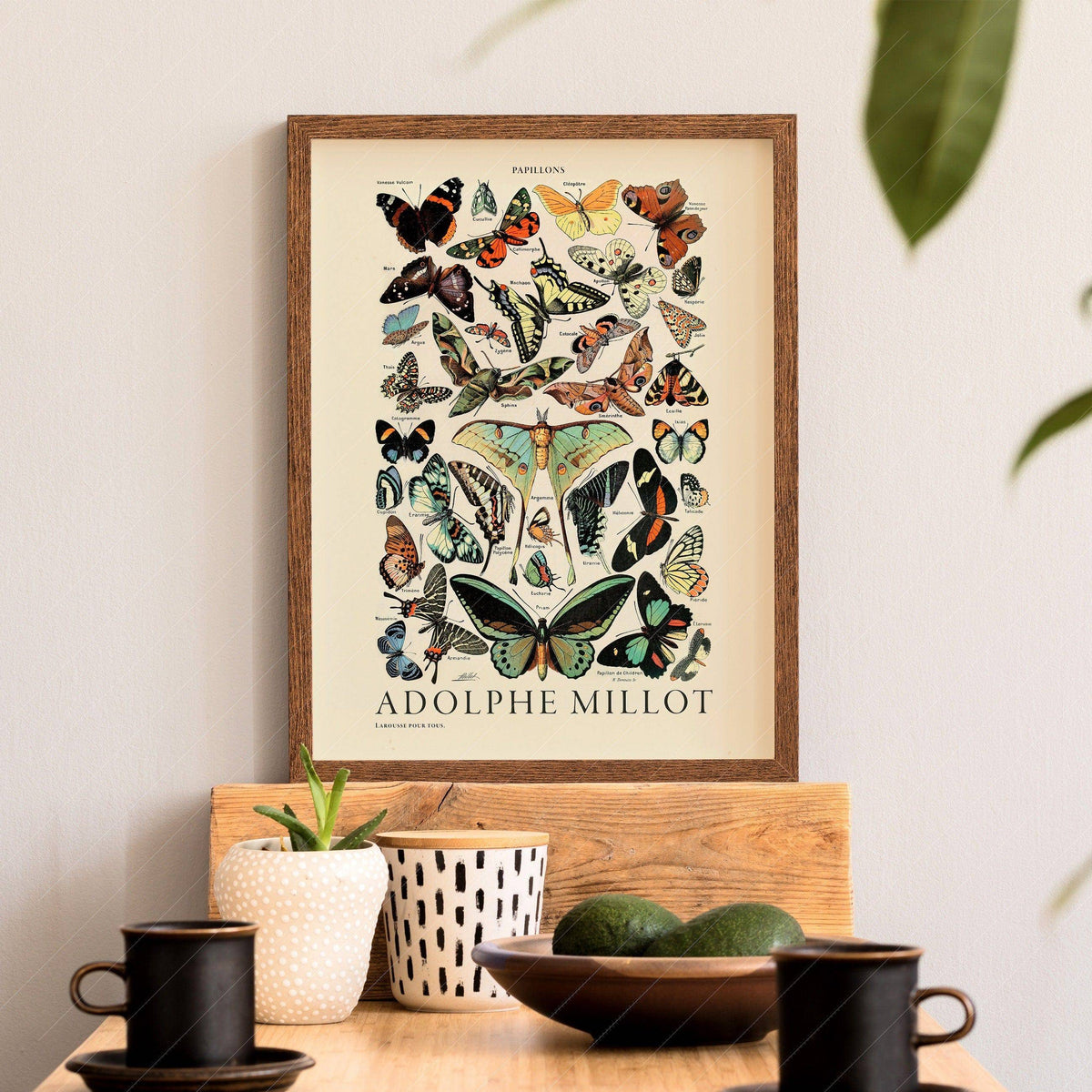 Adolphe Millot Papillons Butterflies Print – Vintage Natural History Poster