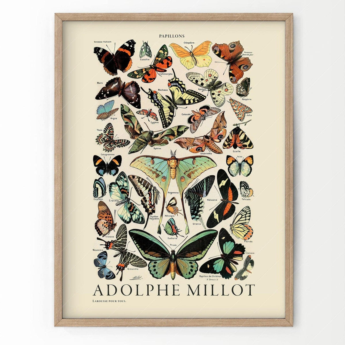 Adolphe Millot Papillons Butterflies Print – Vintage Natural History Poster