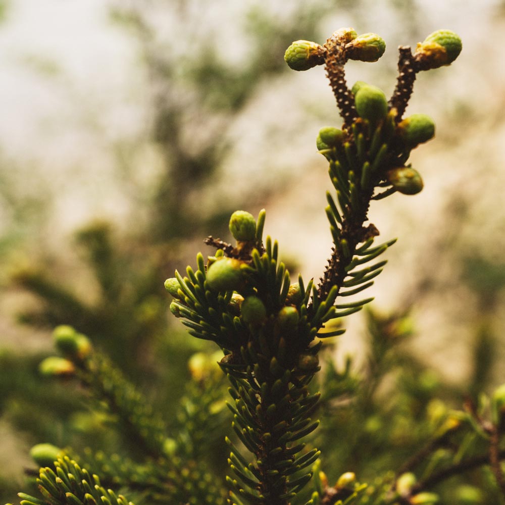 Balsam Fir