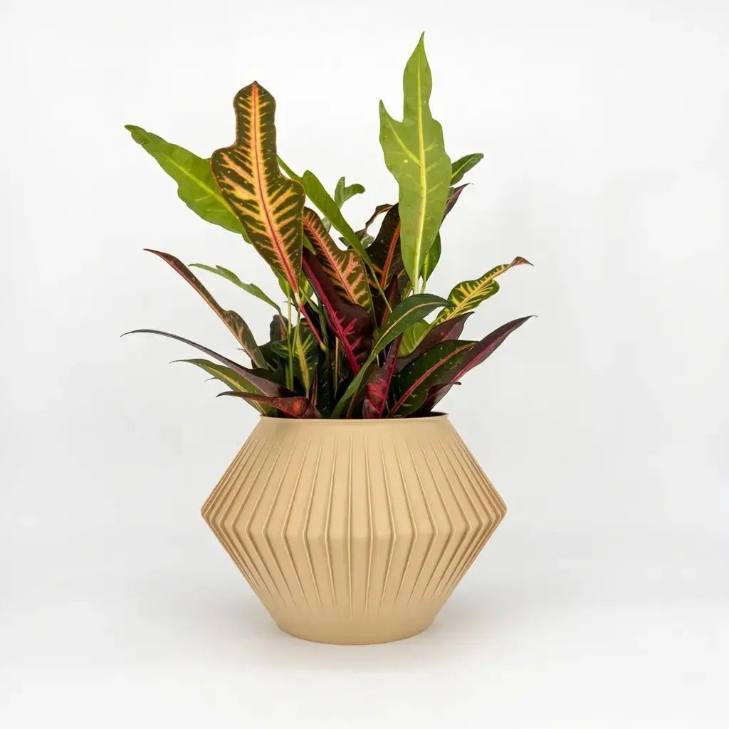 CHUNJI Planter