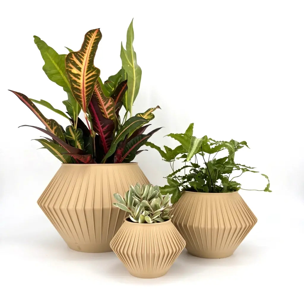 CHUNJI Planter