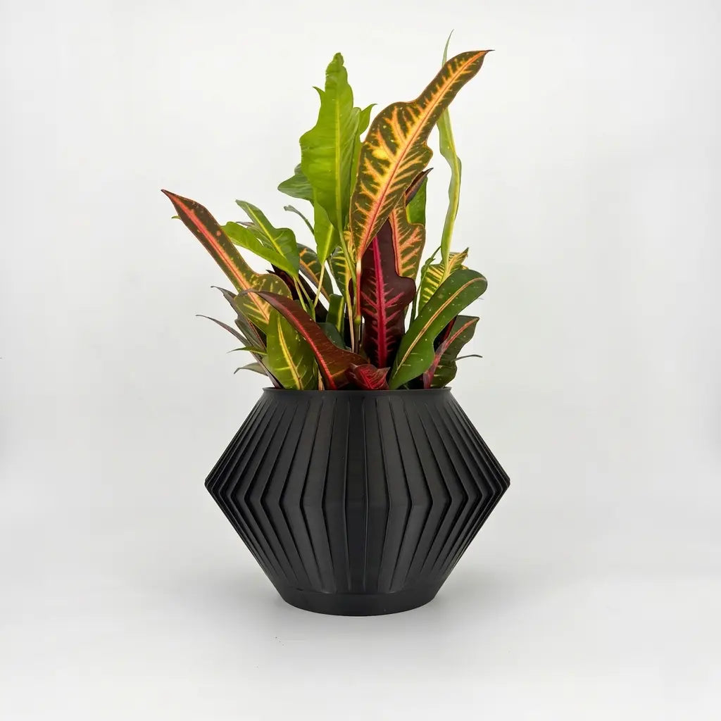 CHUNJI Planter