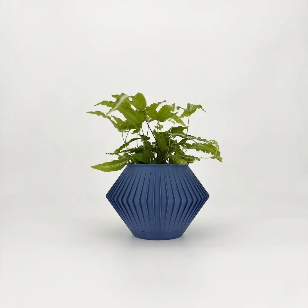 CHUNJI Planter