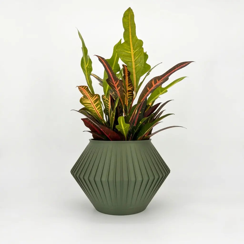 CHUNJI Planter
