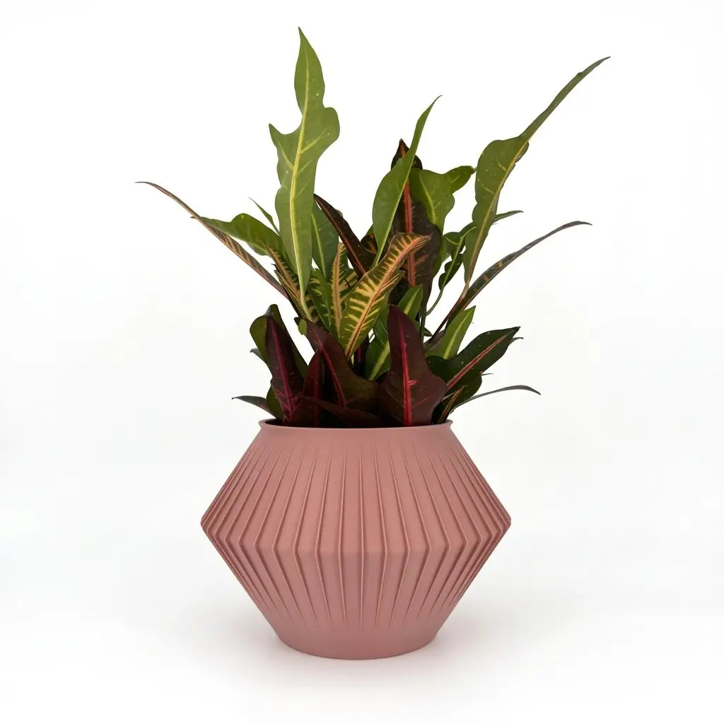 CHUNJI Planter