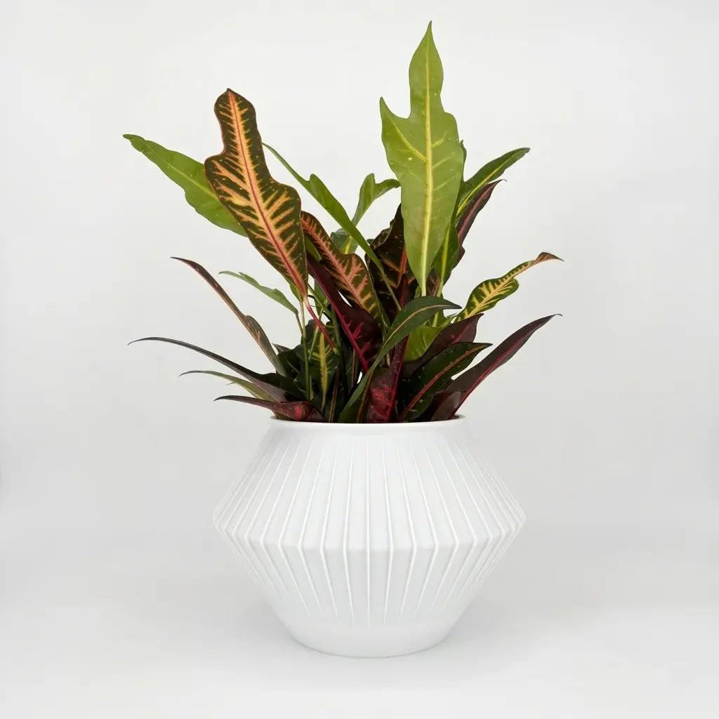 CHUNJI Planter