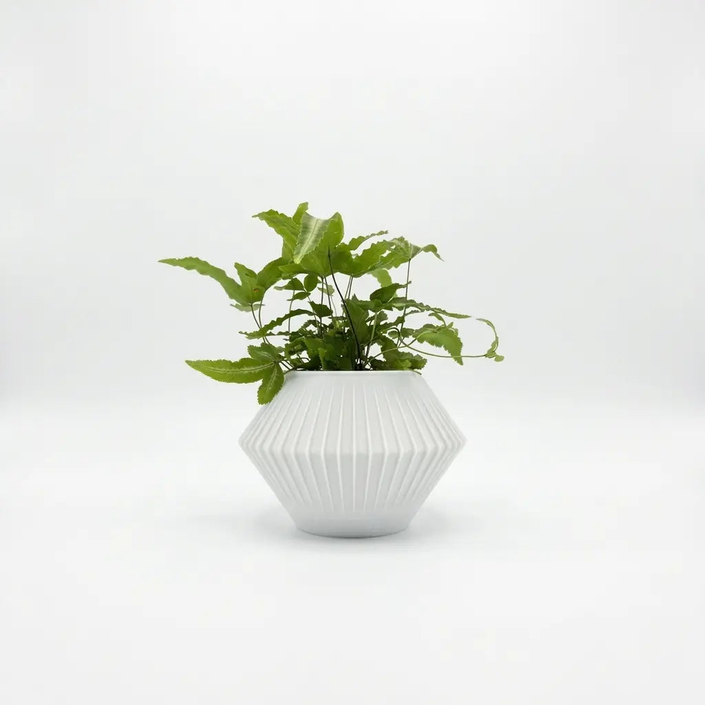 CHUNJI Planter