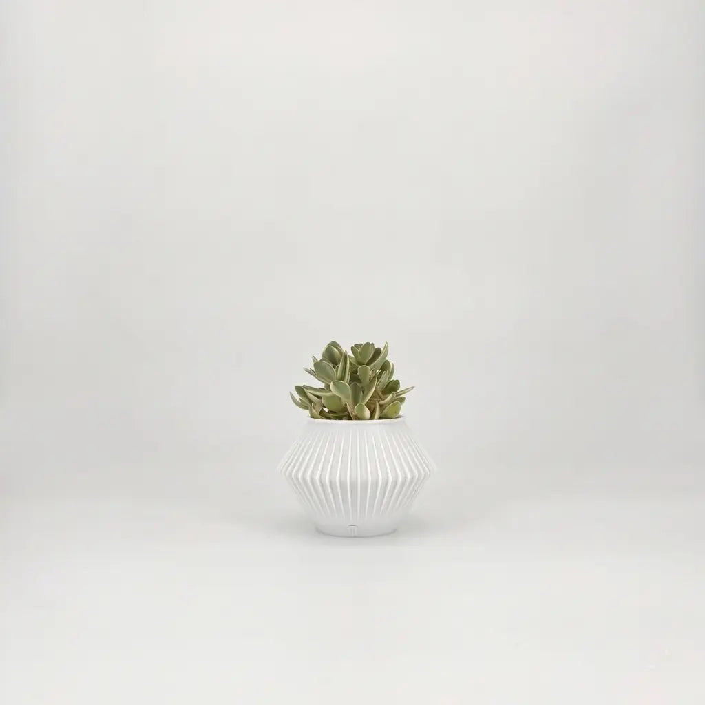 CHUNJI Planter