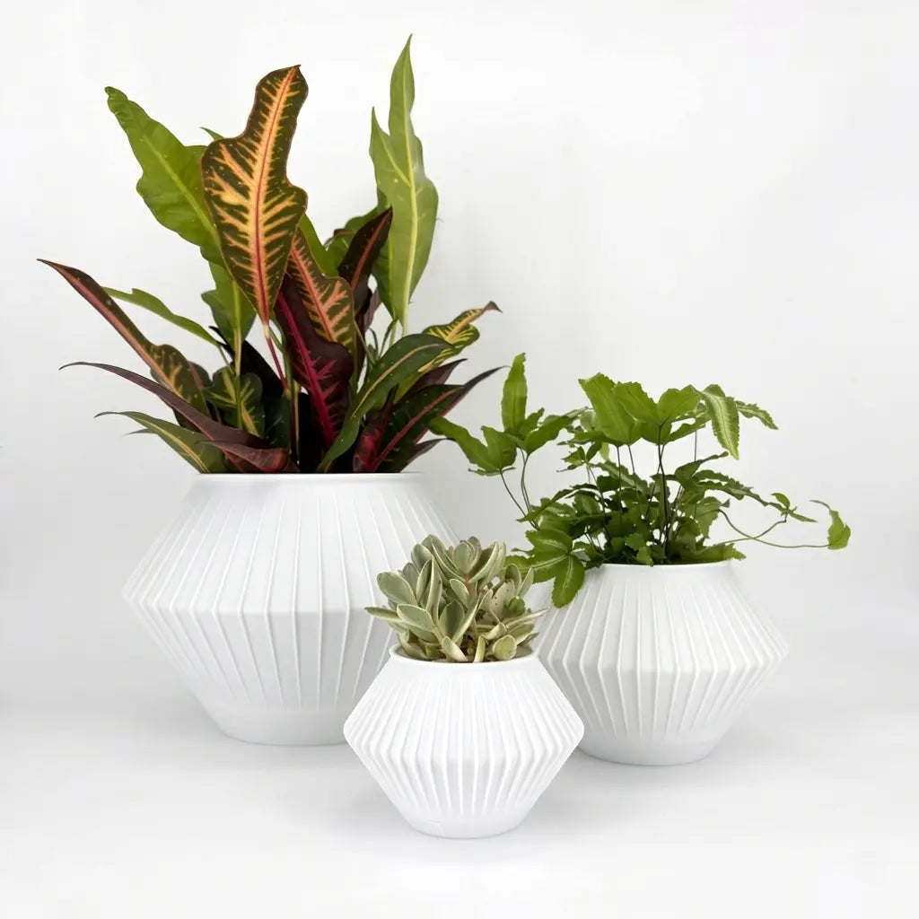 CHUNJI Planter