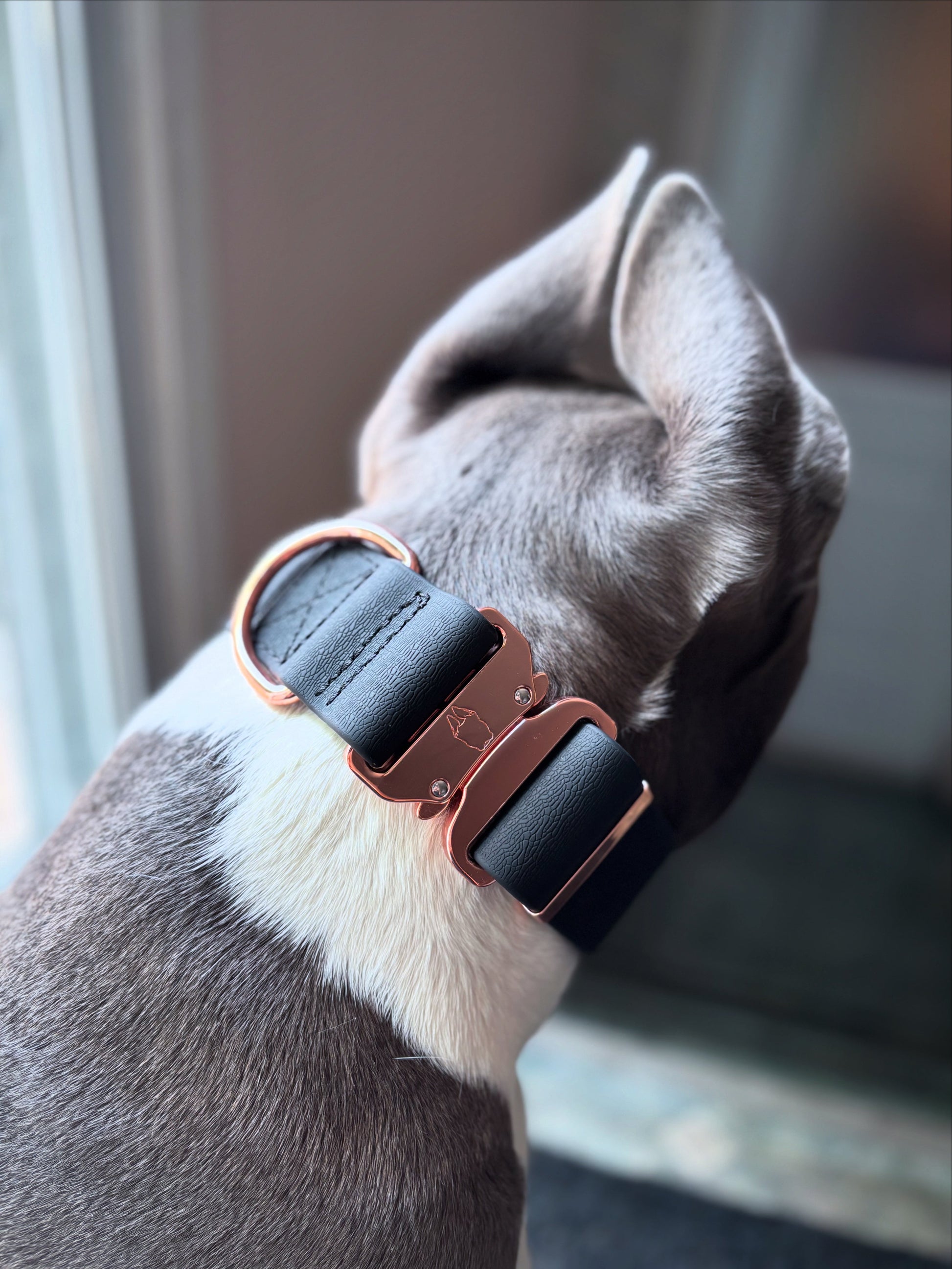 Collier pour chien en PVC imperméable de 2 pouces 2.0