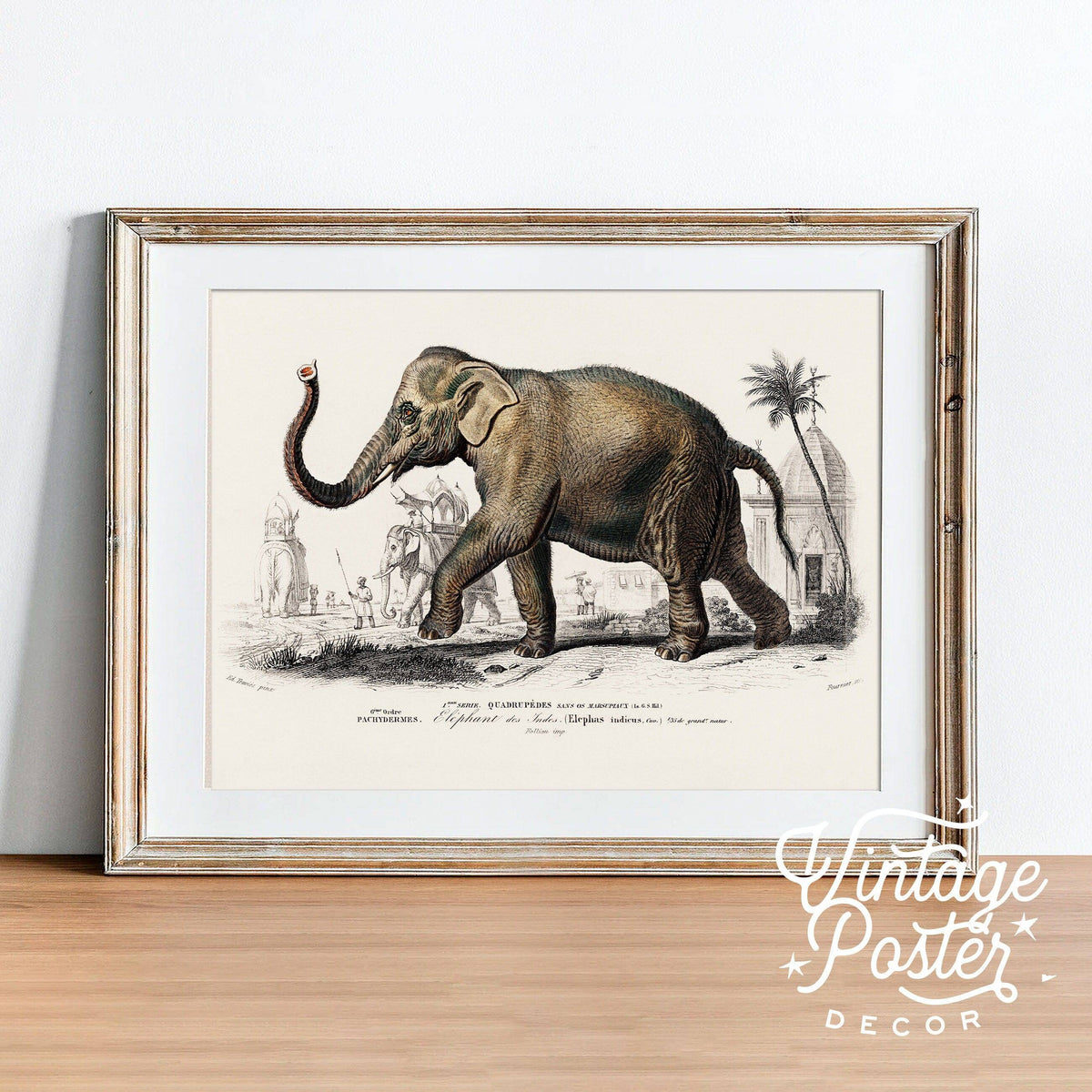 Charles Dessalines Indian Elephant Print – Vintage Natural History Wall Art