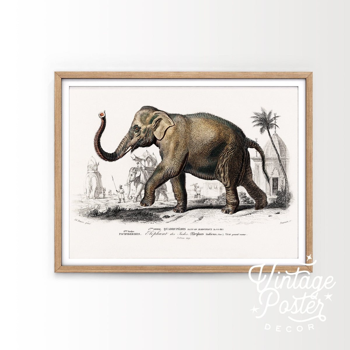 Charles Dessalines Indian Elephant Print – Vintage Natural History Wall Art