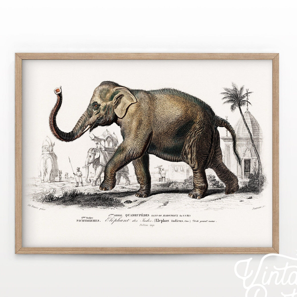 Charles Dessalines Indian Elephant Print – Vintage Natural History Wall Art