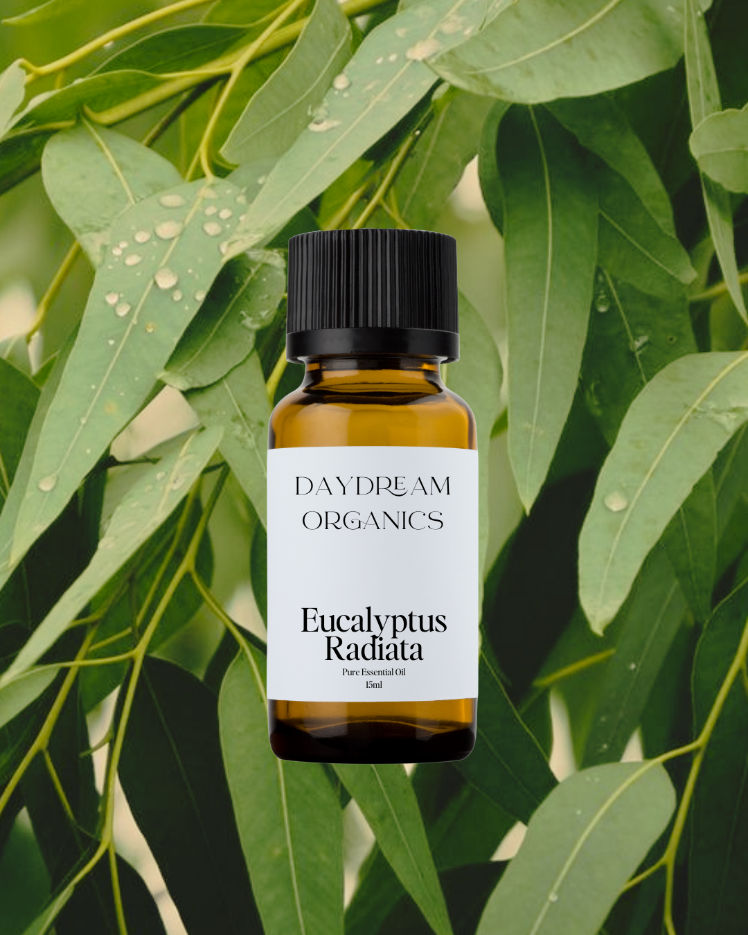 Eucalyptus (Radiata) Essential Oil