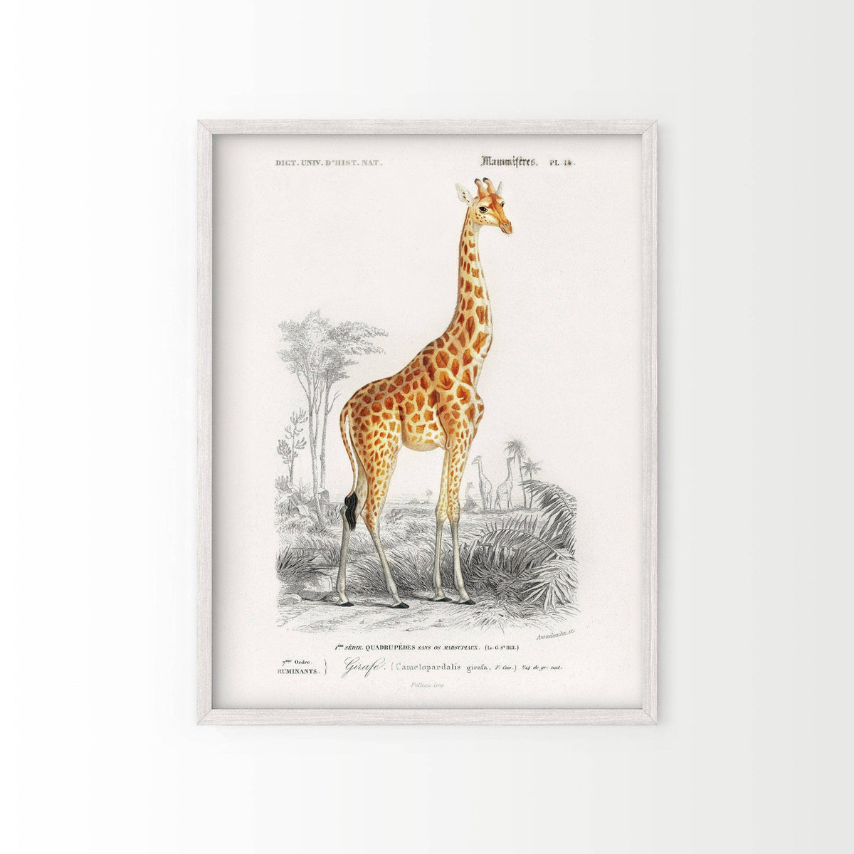 Charles Dessalines Giraffe Print – Vintage Natural History Wall Art Poster