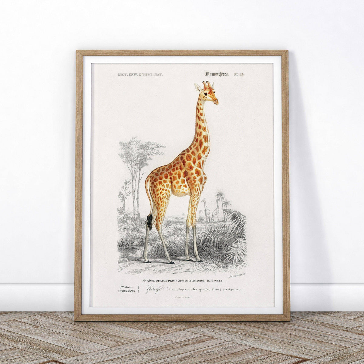 Charles Dessalines Giraffe Print – Vintage Natural History Wall Art Poster