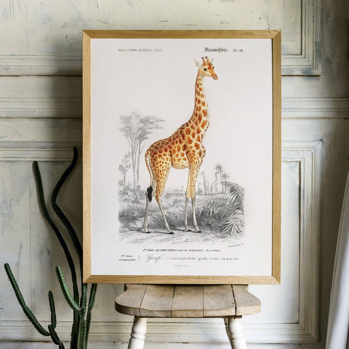 Charles Dessalines Giraffe Print – Vintage Natural History Wall Art Poster