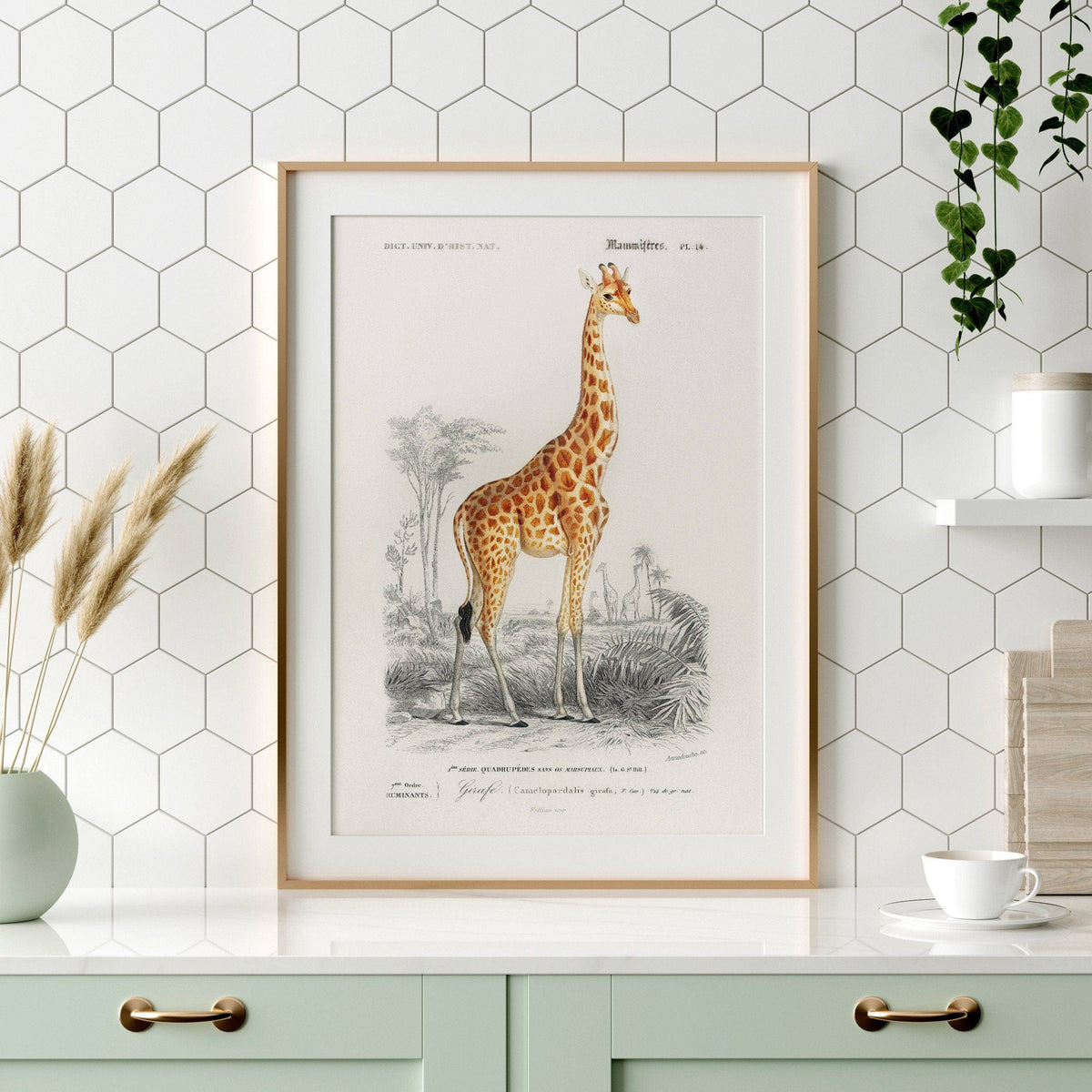 Charles Dessalines Giraffe Print – Vintage Natural History Wall Art Poster