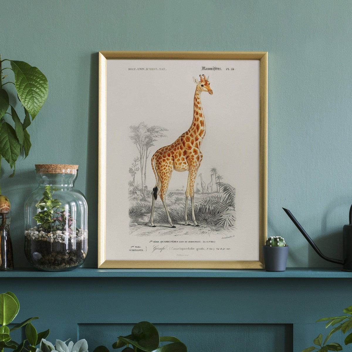 Charles Dessalines Giraffe Print – Vintage Natural History Wall Art Poster