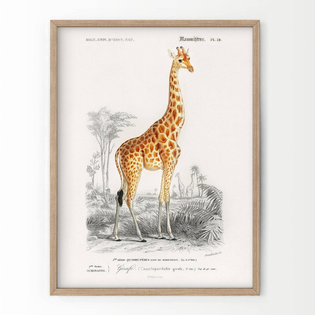 Charles Dessalines Giraffe Print – Vintage Natural History Wall Art Poster