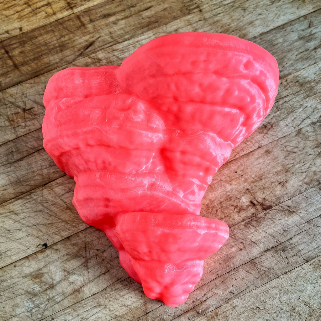 Fomentarius Fungus (hoof fungus) Mushroom Shelf, Glow In The Dark Mushroom Shelves, Fungi Shelf