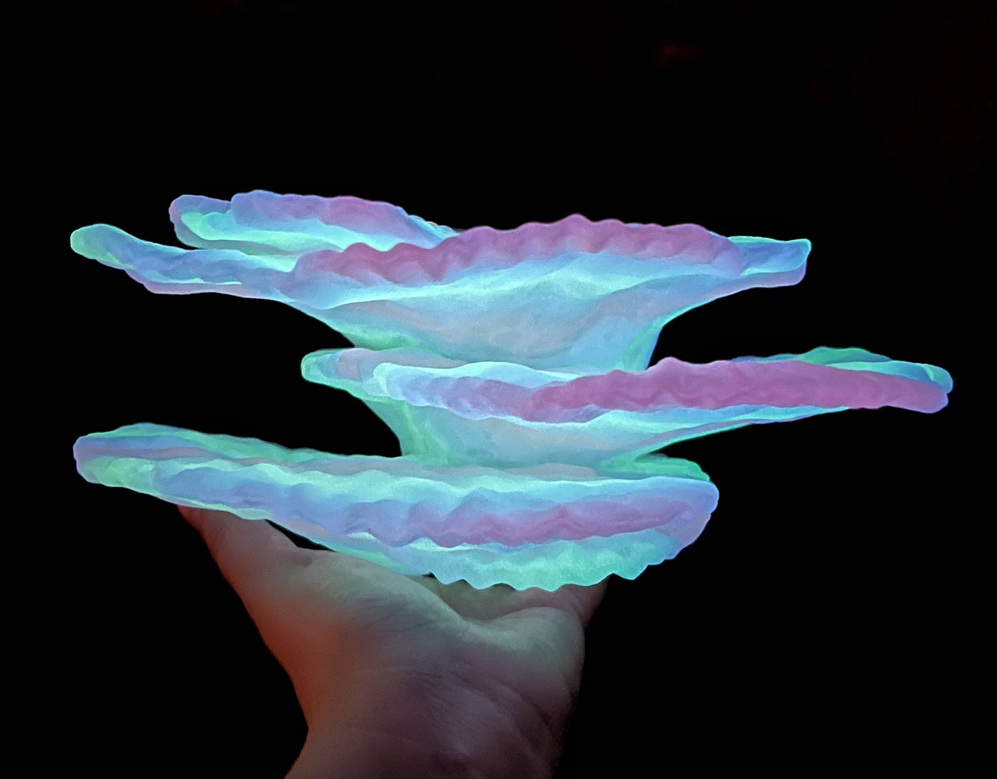 Étagère en corail flottante phosphorescente « Montipora Capricornis » de taille moyenne