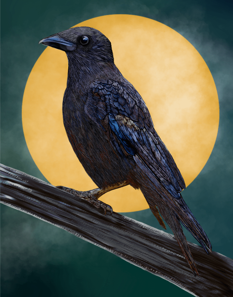 Autocollant en vinyle - Corbeau américain